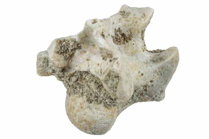 Fossil Sea Snake (Palaeophis) Vertebra - Morocco #261600